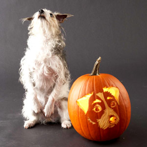 jackpumpkin jackpumpkin