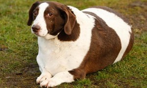 Patch-a-six-year-old-28kg-006 Patch-a-six-year-old-28kg-006