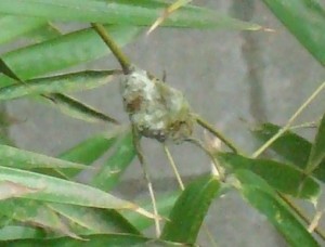 2nd nest, day 2 of nestbuilding 