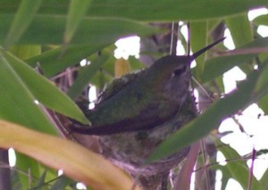 mother sittin on nest