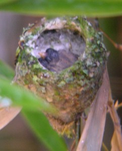 The first hatchling at 2 days old