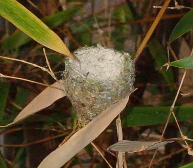 Empty nest