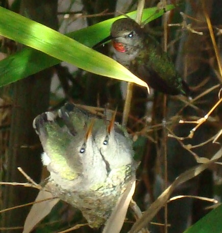 feeding