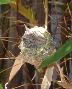 day 13 from first hatchling's hatching