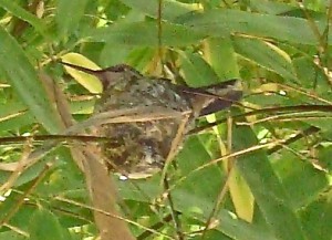 hummer hummer