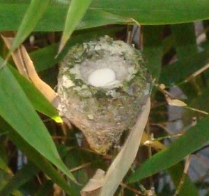 2 eggs in nest