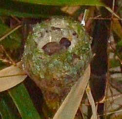 can see first nestling - #2 is up against the nearest nest wall so can't see it here