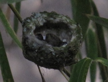 Wed July 15 - two babies at a hard angle to see