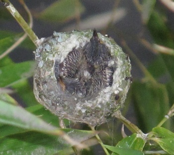 7/22/09 - 9 days old - filling up the nest