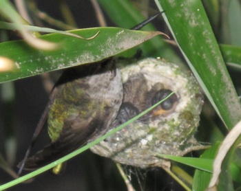 you can see their closed eyes and tiny yellow beak