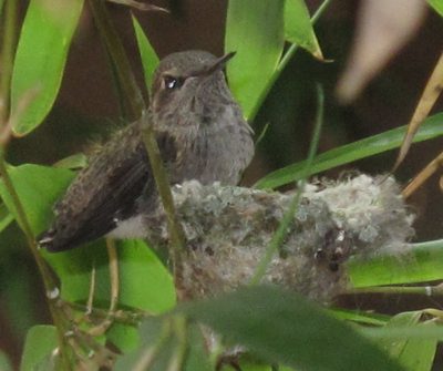 standing on edge of nest