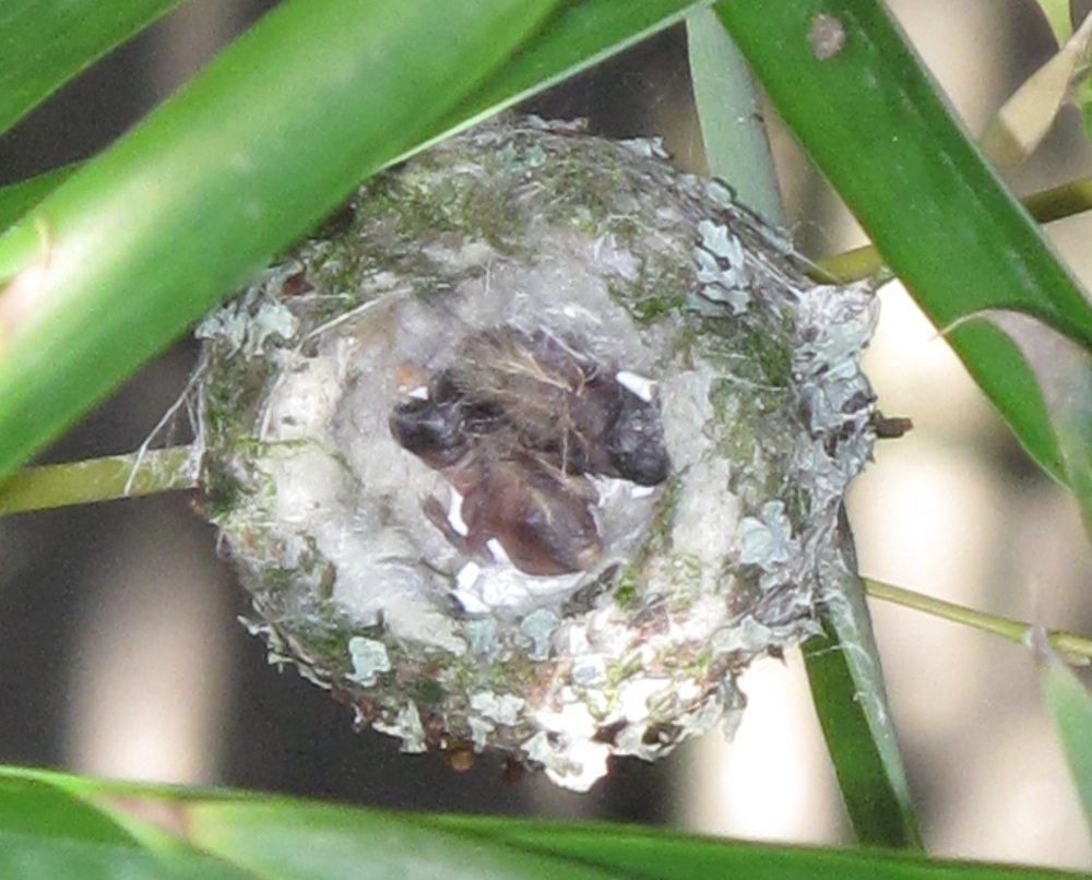 Green Dog Pet Supply - Hummingbird Hatchlings! (with updates)