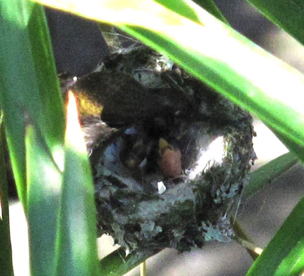 Green Dog Pet Supply - Hummingbird Hatchlings! (with updates)