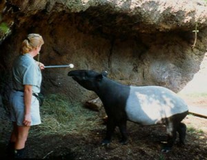 A Tapir learns to touch a target in a zoo