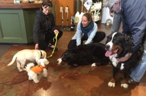 it's very nice when big dogs get low to meet puppies. Hold the adult dog in one place on a leash and allow the puppy to approach and retreat as they gain confidence. 