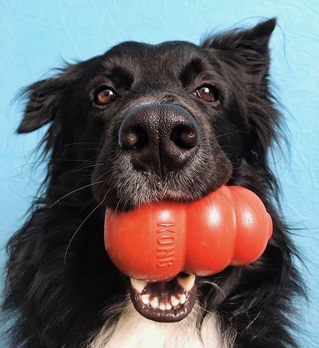 Green Dog Pet Supply Kongs Are So Useful For Holidays!