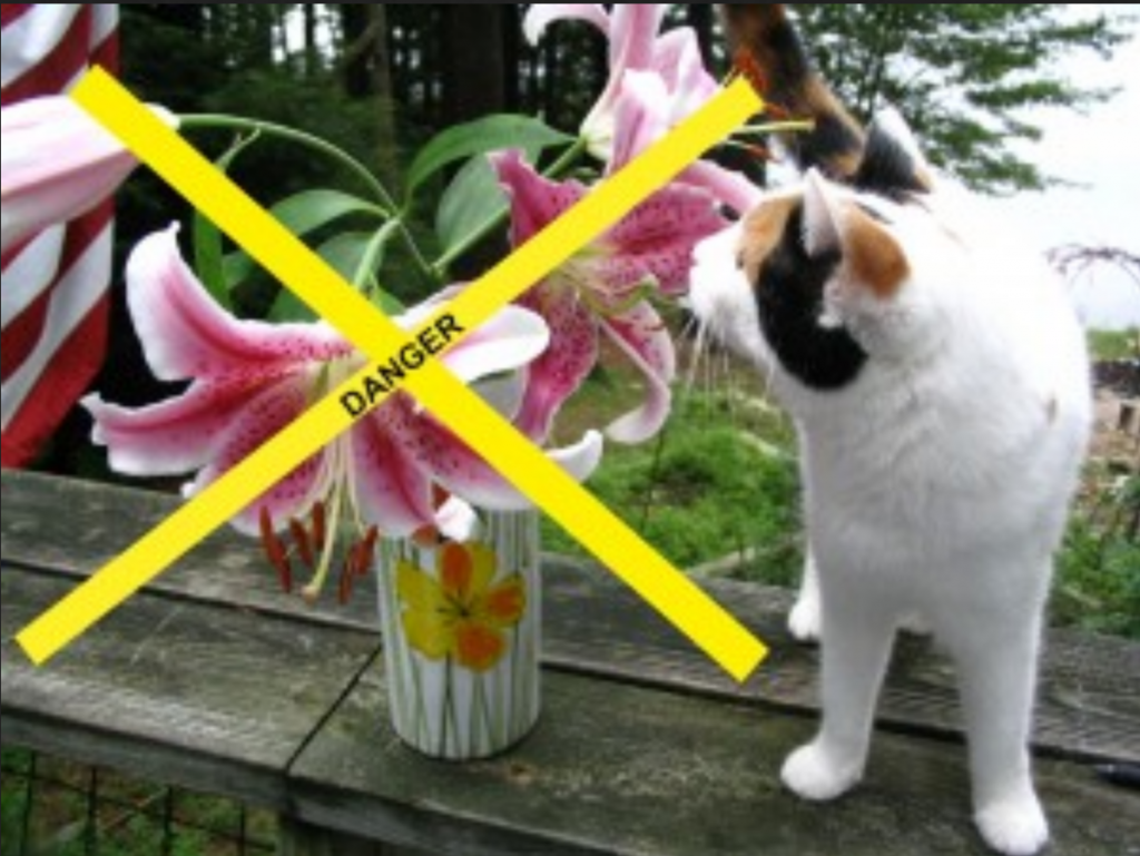 Смертельно опасный цветок для кошек. Отравление лилиями у кошек. Лилии ядовиты для кошек. Лилии и кошки. Цветы токсичные для кошек.
